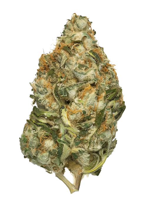 Dutch Treat Haze