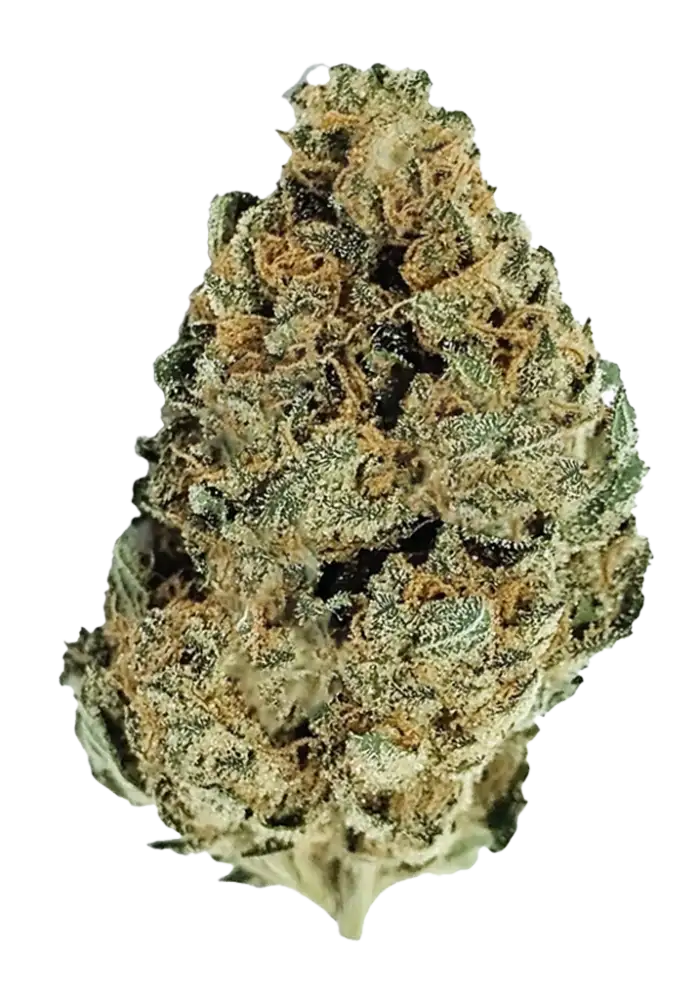 pantydropper 【Dry Flower】PURPLE RAIN pantydropper 【Dry Flower】PURPLE RAIN pantydropper 【Dry Flower