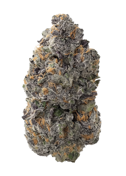 Purple Widow