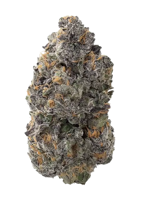Purple Widow