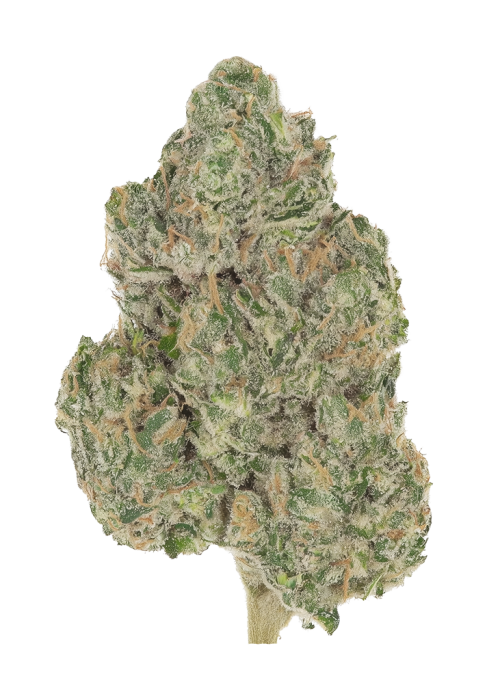 Ambrosia