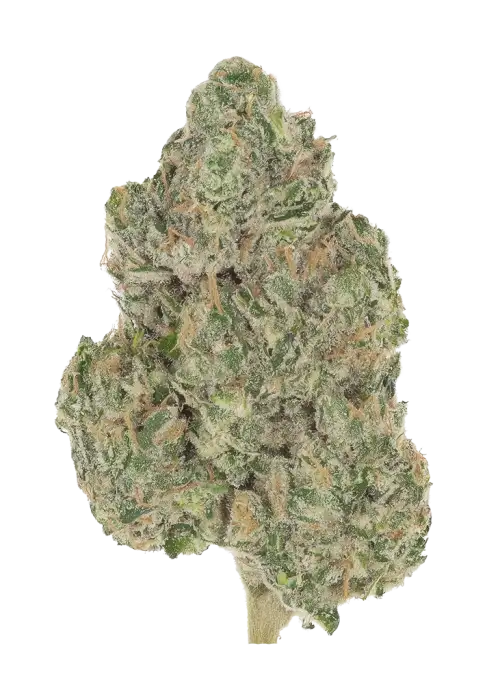 Ambrosia