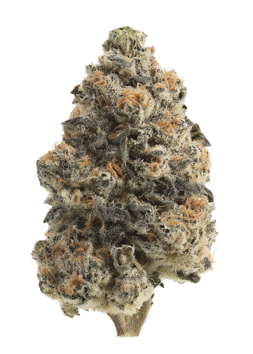 Blue Dragon