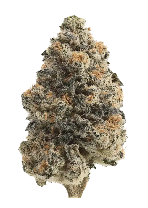 Blue Dragon
