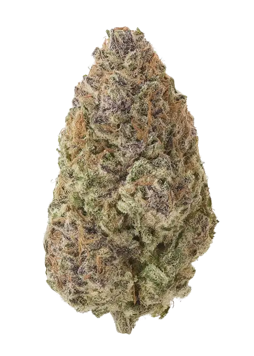 Dosi Kush