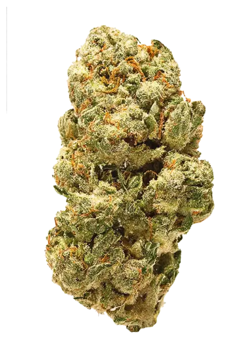 Jungle Scout Cookies
