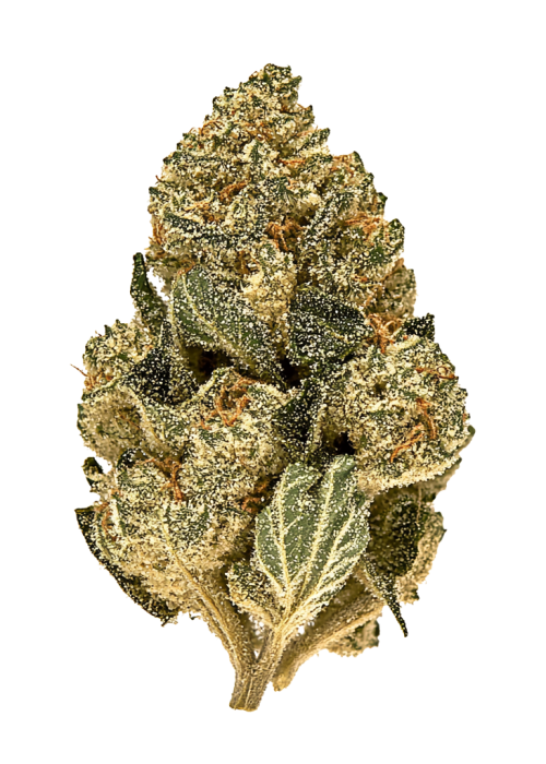 Northern Berry