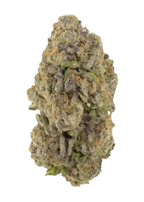 Citrus Tsunami
