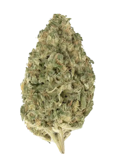 Powder Sugar