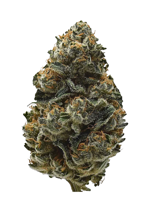Princess Haze
