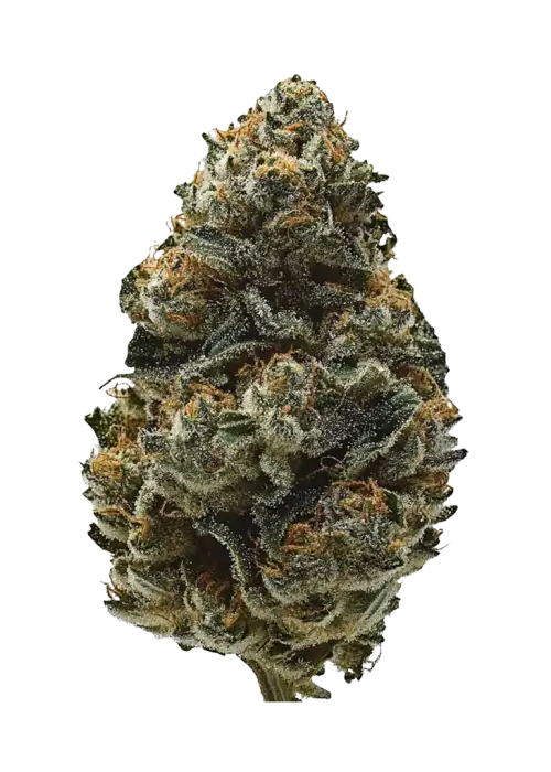 Princess Haze