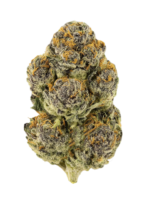 ‘88 G13 Hashplant