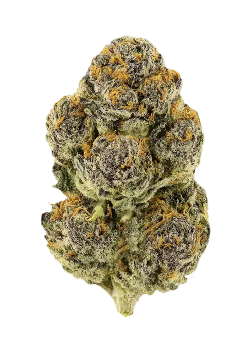 β88 G13 Hashplant