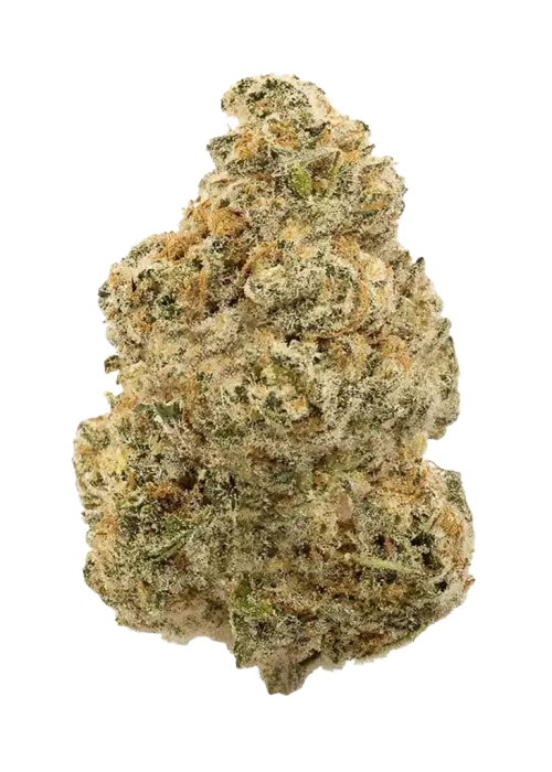 BOG Bubble