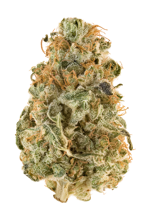 Amaze Orange