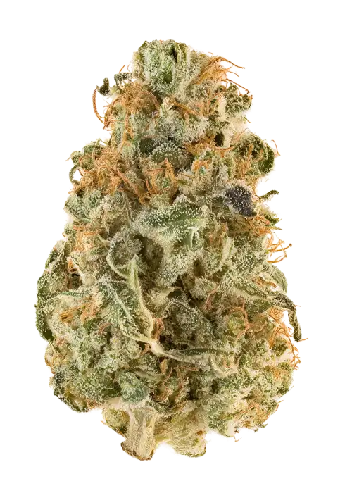 Amaze Orange