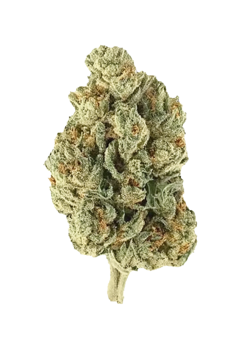 Purple Unicorn
