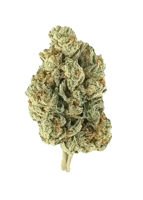 Purple Unicorn