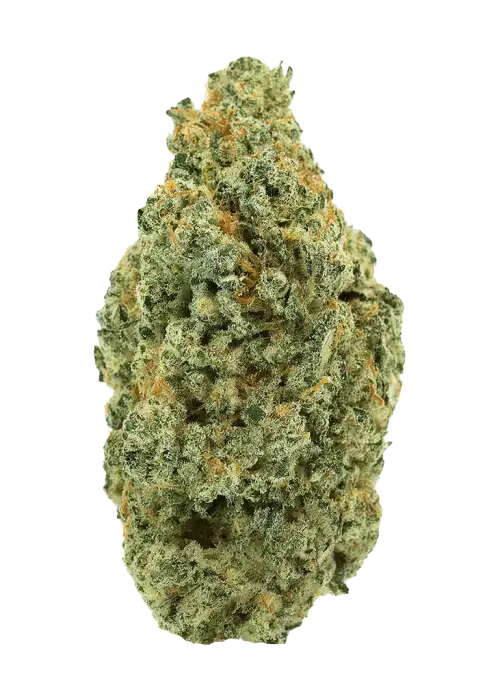 Queso Perro