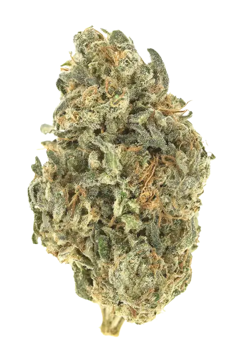 Petrol Pine