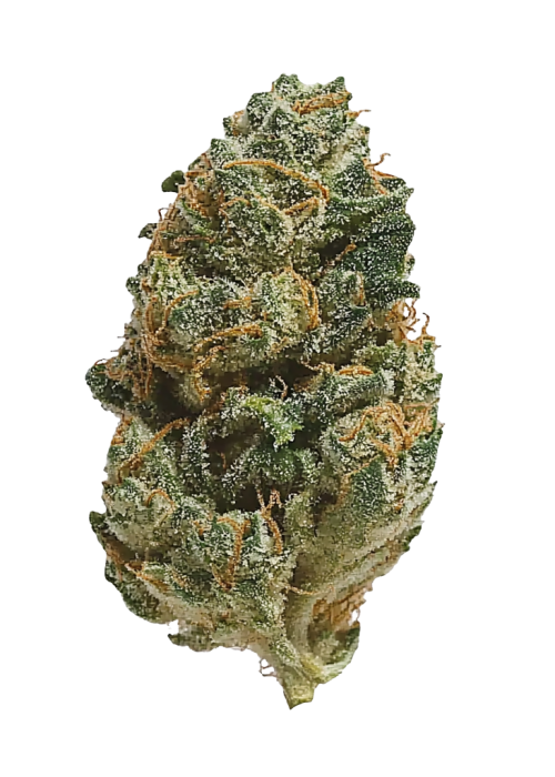 Cherry Bomb