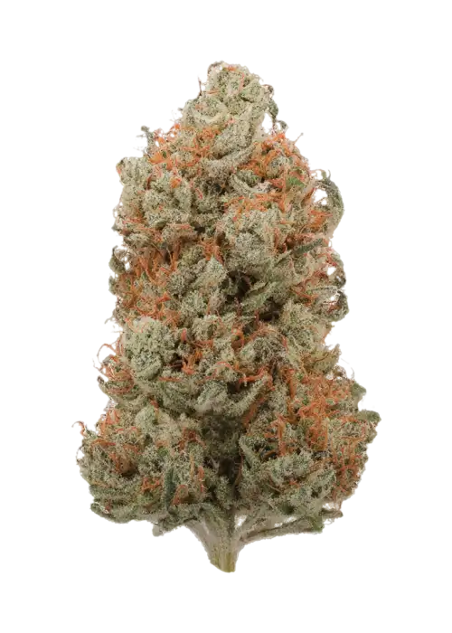White Papaya