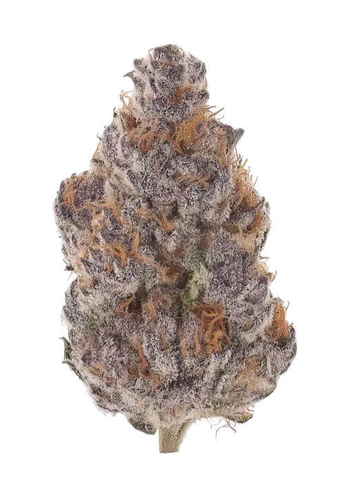 Pink Jesus