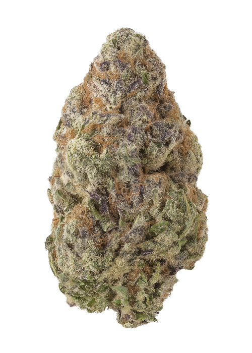 Golden Haze