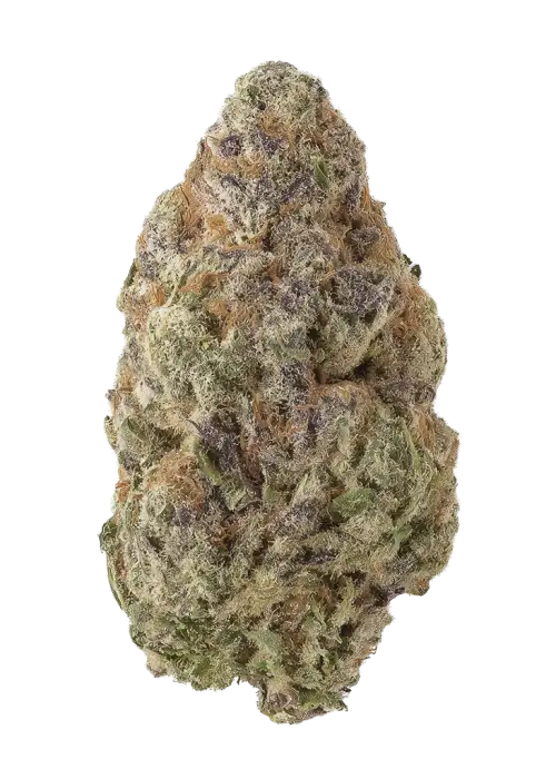 Golden Haze