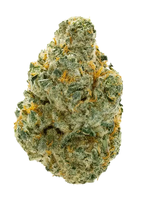 Vanilla Gorilla