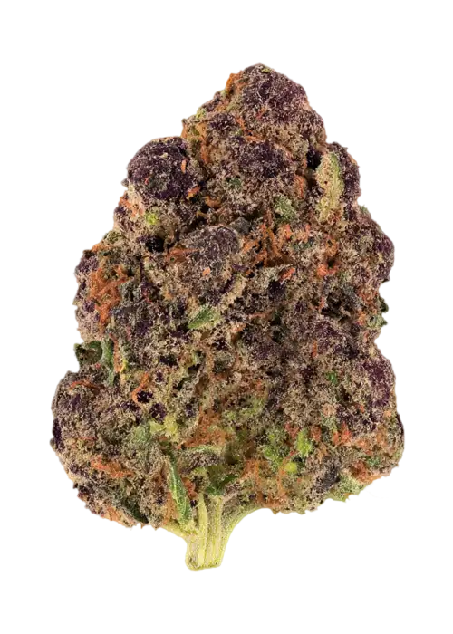 Purple Barney