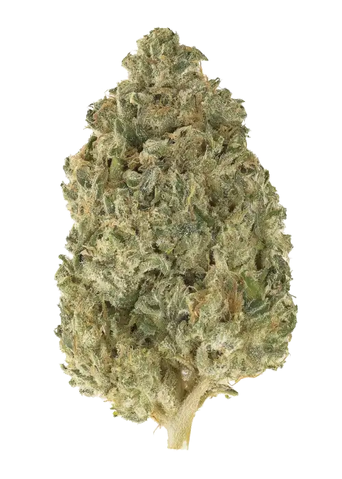 Corn Cob