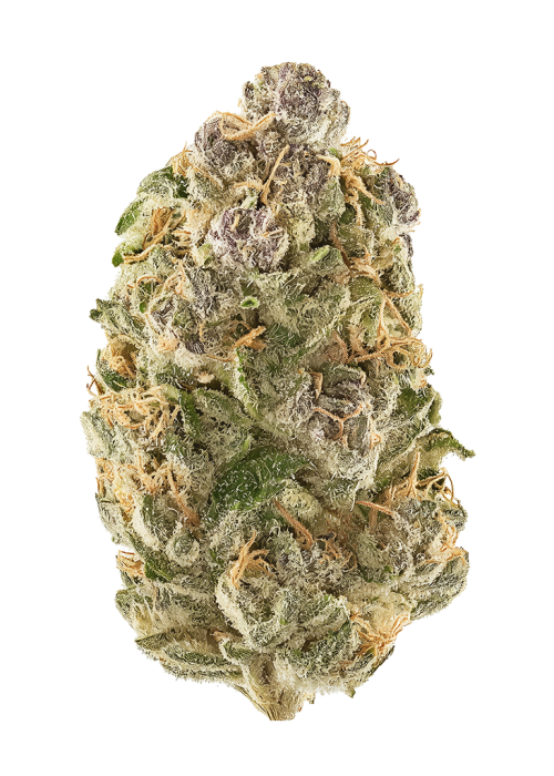 Iceberg