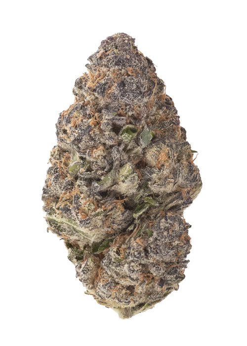 Ultimate Purple