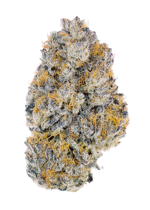 Ortega