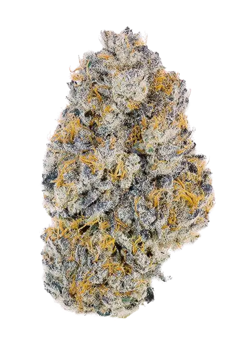 Ortega