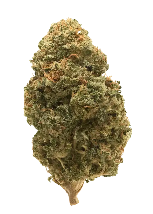 Day Tripper