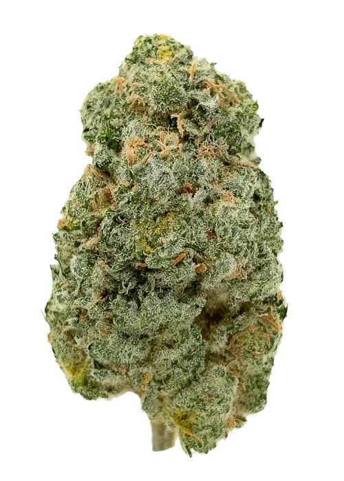 Tangie Dream