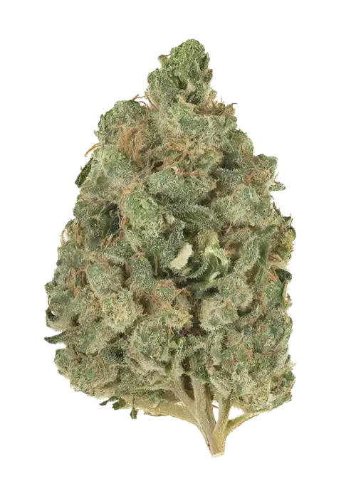 White Haze