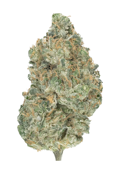 White Kush