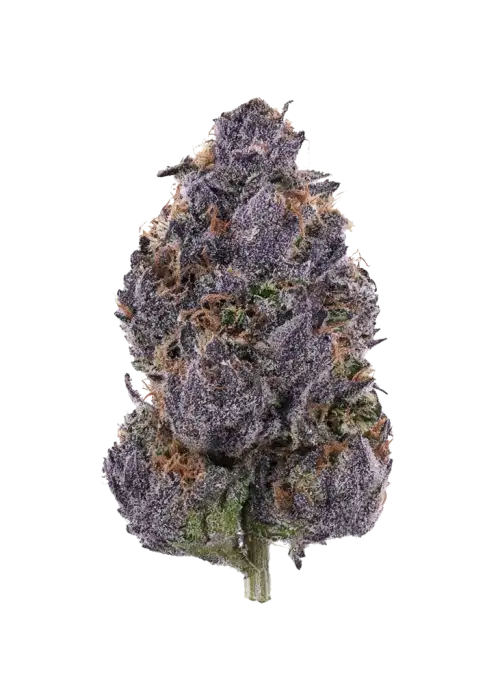 Purple Palm Tree Delight