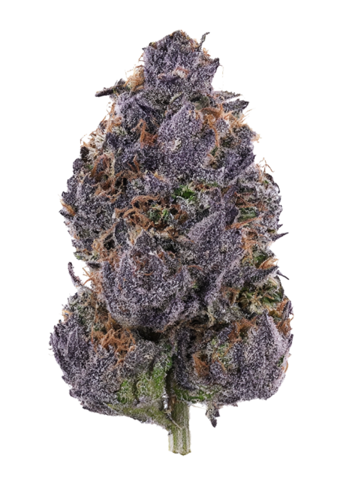 Purple Palm Tree Delight