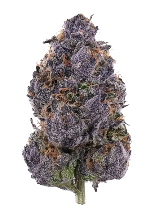 Purple Palm Tree Delight