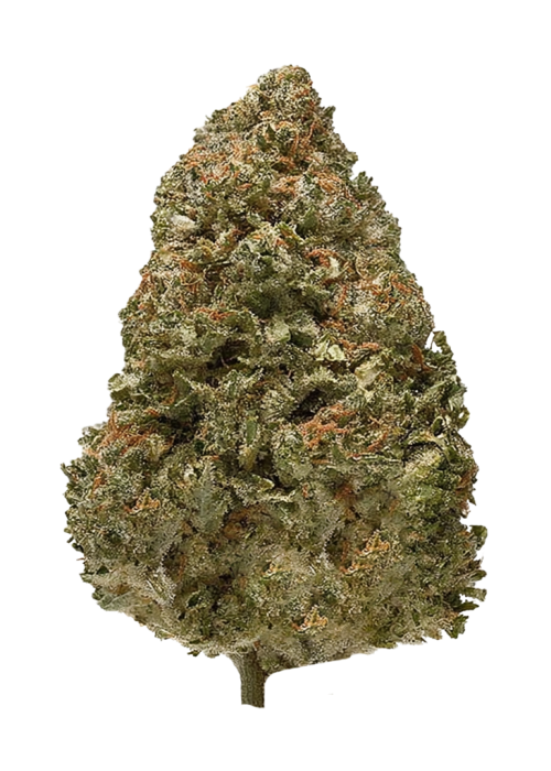 Hindu Skunk