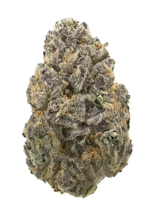 Black Cherry Maduro
