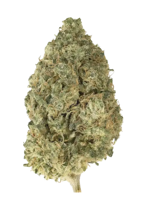 Grizzly Glue