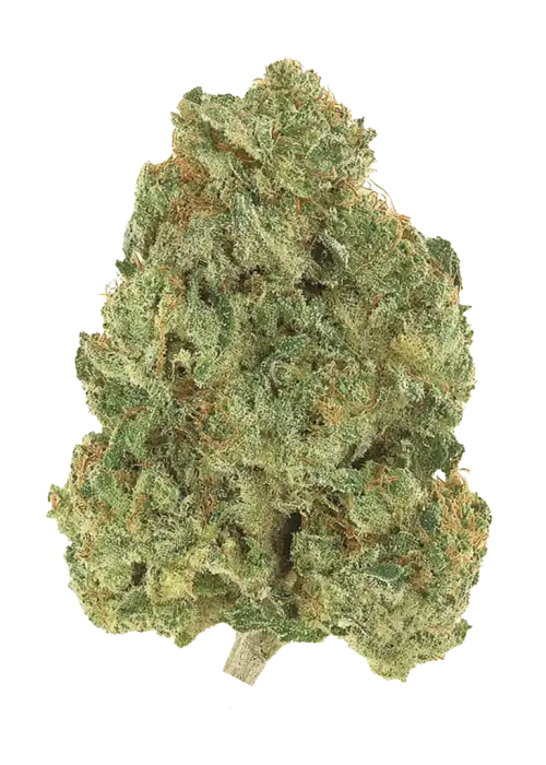 Chocolope Kush