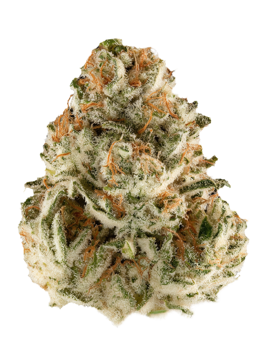 Lemon Shiv