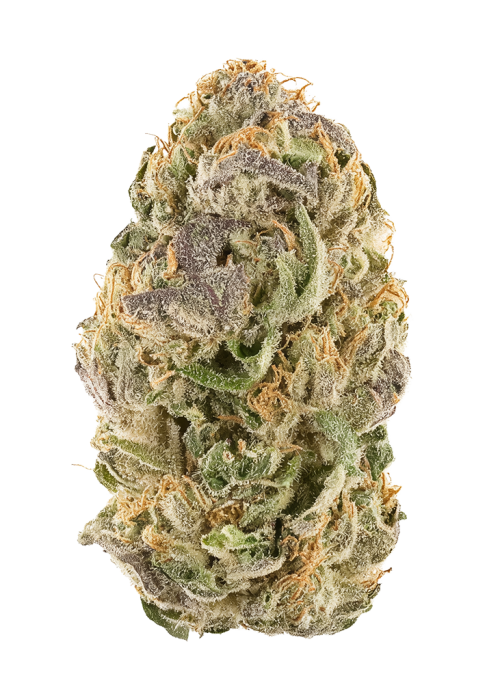 SC Slimer