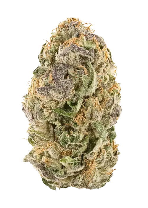 SC Slimer